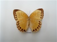 藏品(箭環蝶)的圖片